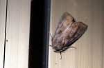 sirositayotou903_s.jpg