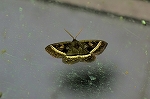 sirosujitomoe095m_s.jpg