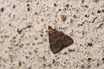sotousuguroatuba255_s.jpg