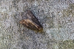 sujikuromokumeyotou054m_s.jpg