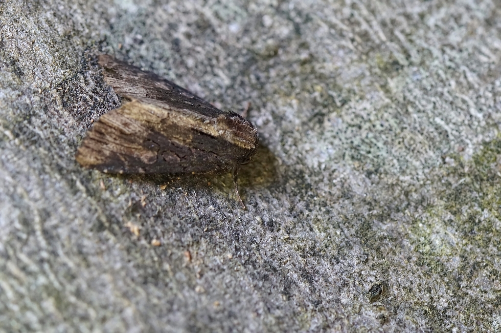 sujikuromokumeyotou058m.jpg