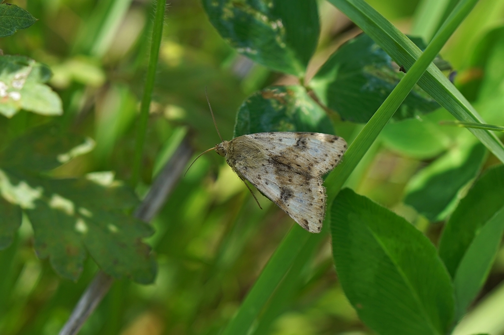 tumekusaga012m.jpg