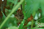 unmonkutiba131m_s.jpg