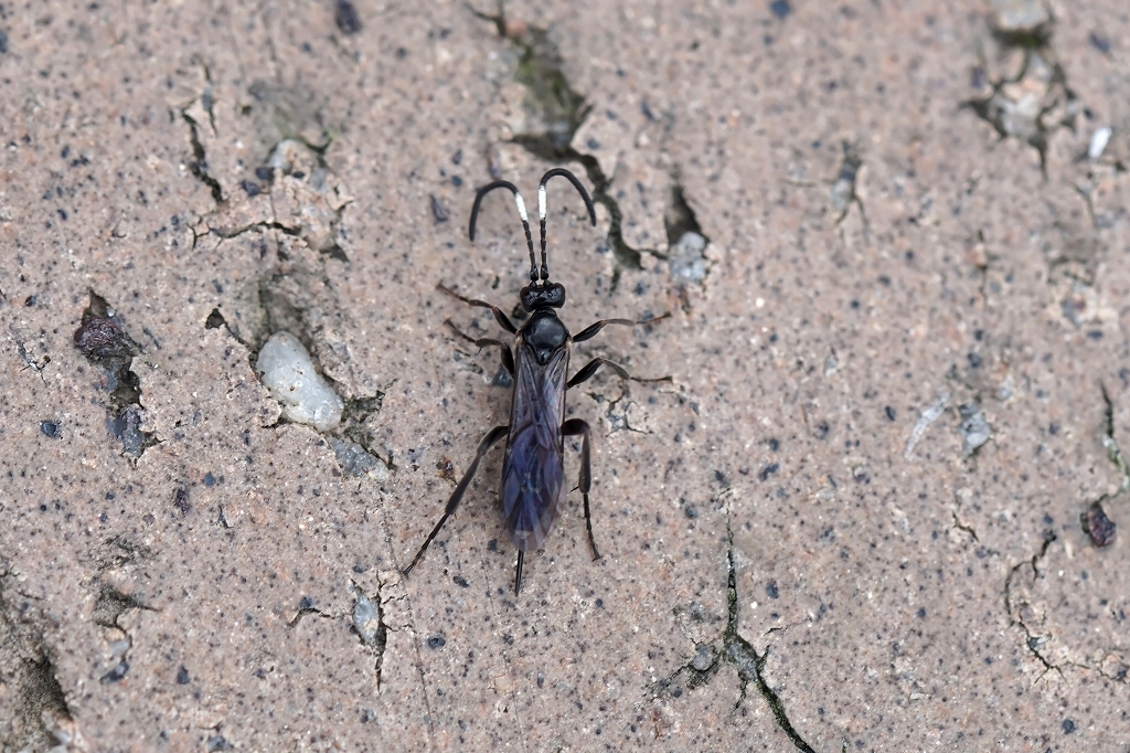 asigurotogarihimebati109m.jpg