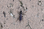 asigurotogarihimebati109m_s.jpg