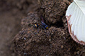 entotudorobati041_s.jpg