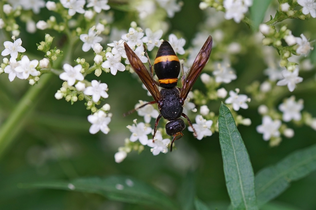 entotudorobati156m.jpg