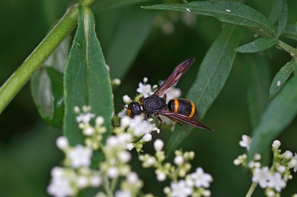 entotudorobati160m.jpg