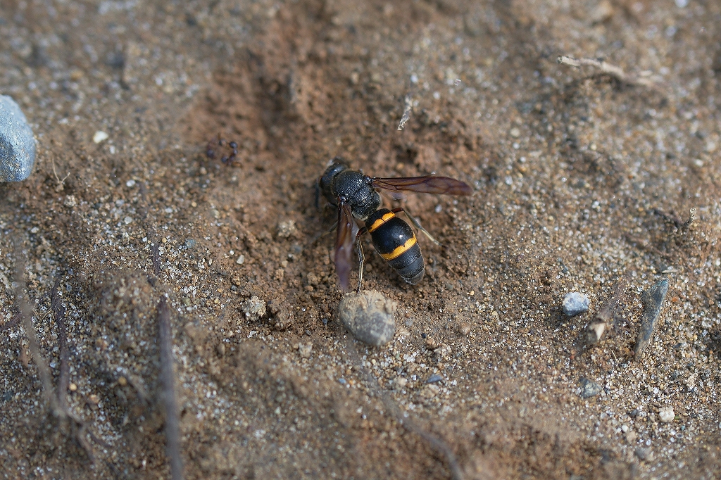 entotudorobati213m.jpg