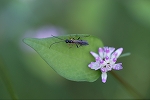haranagahabati1003_s.jpg