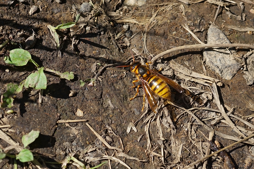 kiirosuzumebati040m.jpg