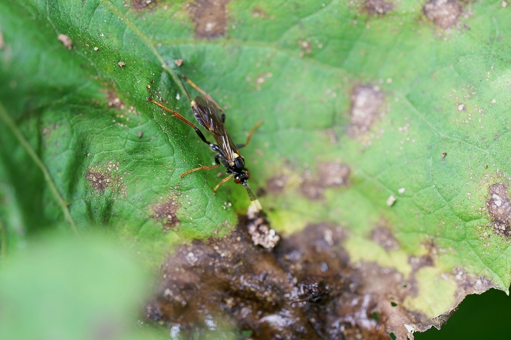 matumuratogarihimebati025m.jpg