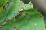 matumuratogarihimebati033m_s.jpg