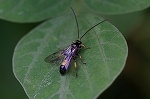 mugikimoguribaekomayubati040m_s.jpg