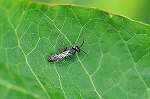 mukasiarigatabati080m_s.jpg