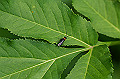 nihonkaburahabati026_s.jpg