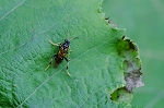 ookosiakahabati180m_s.jpg