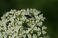 rurityuurennji164_s.jpg
