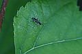siromonhiratahimebati001_s.jpg