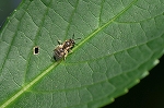 sirosujikeasihanabati182m_s.jpg