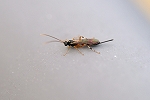 tibikiasihiratahimebati375m_s.jpg