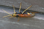 todomatunokibati123_s.jpg