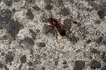tyairosuzumebati858_s.jpg