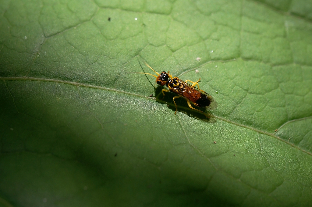 usumonhiratahabati016m.jpg