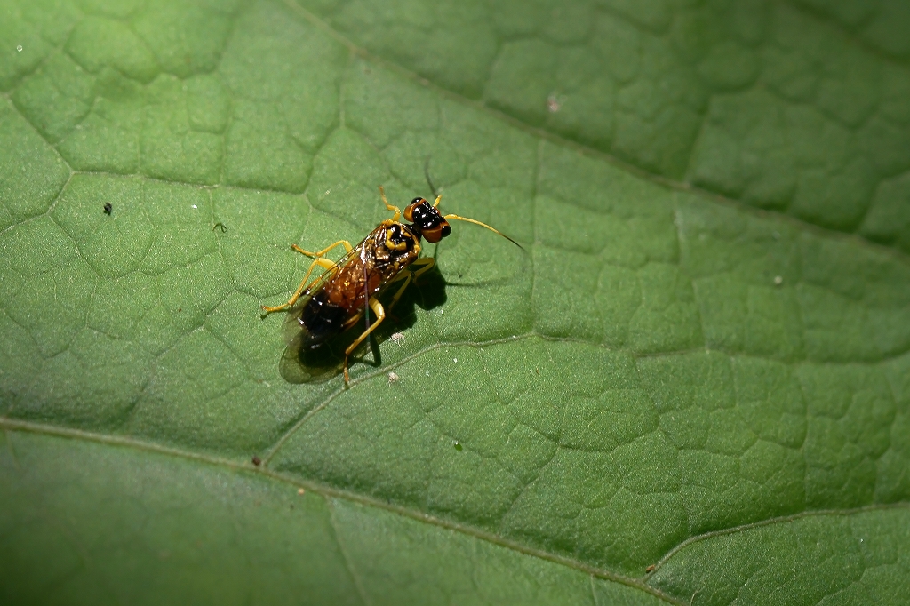 usumonhiratahabati019m.jpg