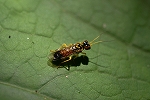 usumonhiratahabati026m_s.jpg