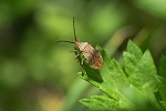 harabiroherikamemusi002m_s.jpg