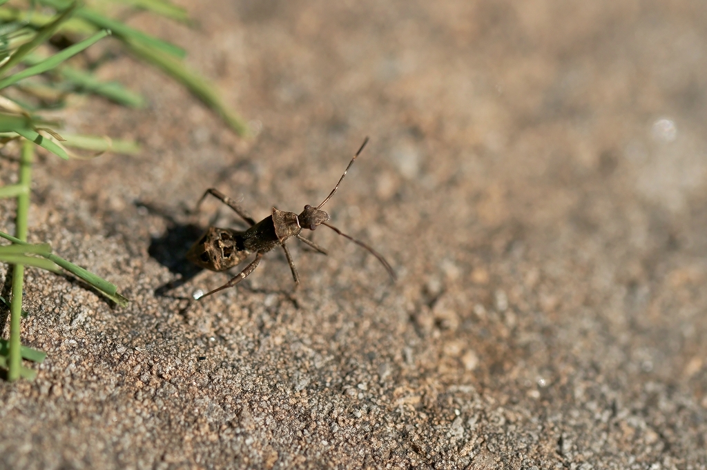 hosoherikamemusi037m.jpg