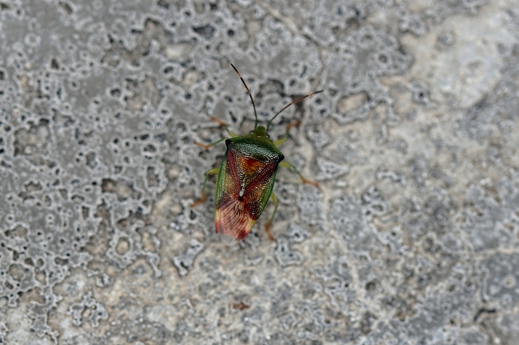 benimontunokamemusi073m.jpg