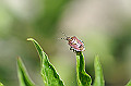 butihige026_s.jpg