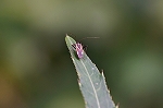 futamonkasumikame315m_s.jpg