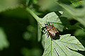 kutibutokamemusi148_s.jpg