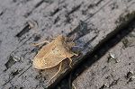 tohosikamemusi058m_s.jpg