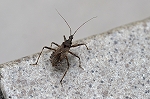 harabiromakibasasigame020m_s.jpg