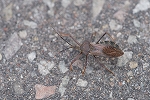 ootobisasigame017_s.jpg
