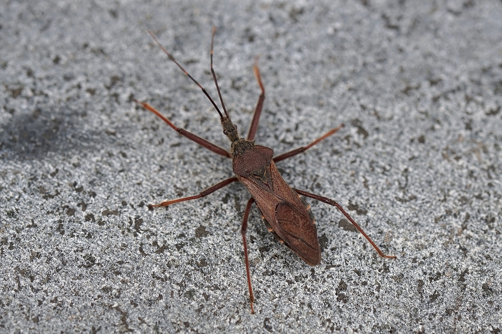 ootobisasigame019m.jpg
