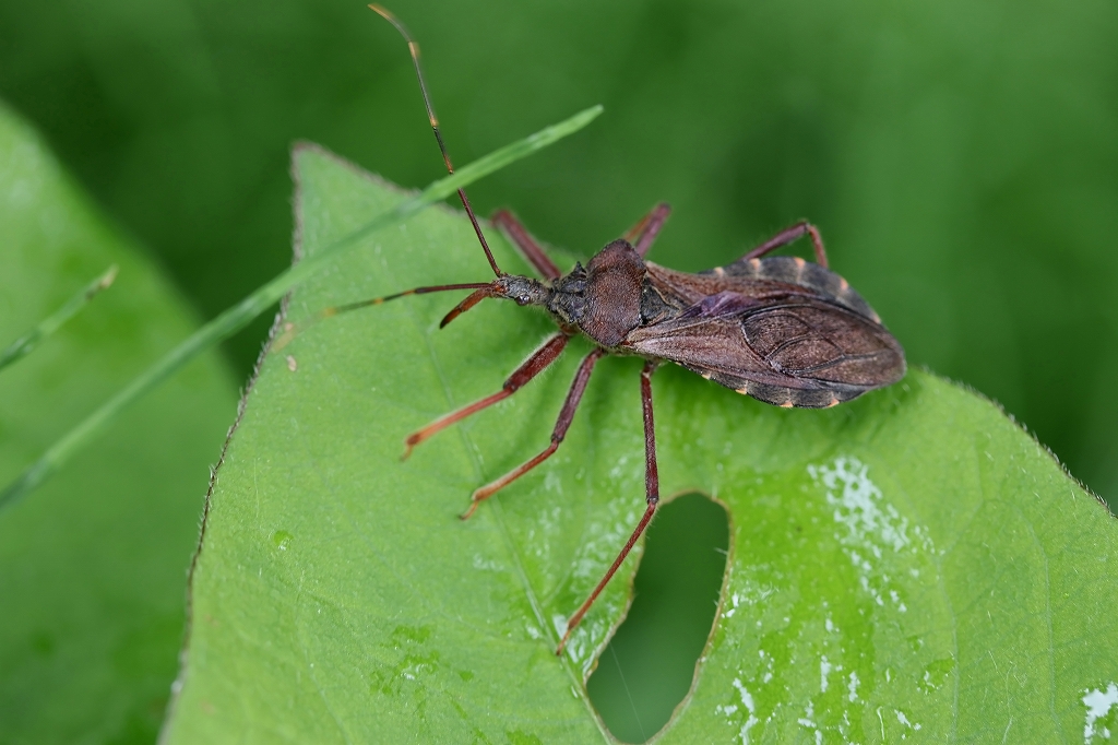 ootobisasigame021m.jpg
