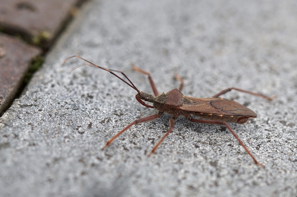ootobisasigame036m.jpg