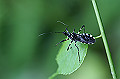 simasasigame096_s.jpg