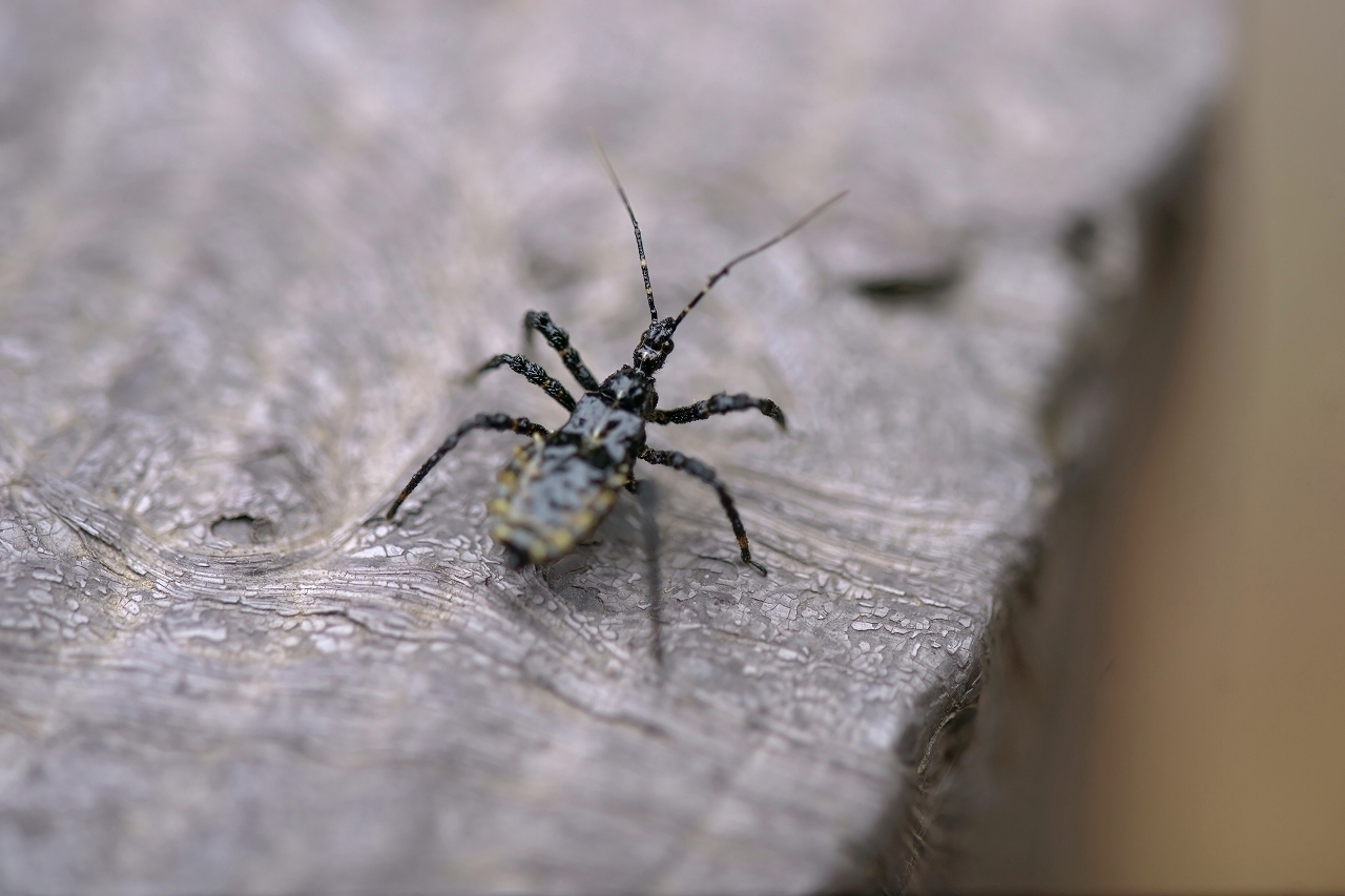 yanisasigame080m.jpg