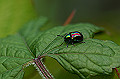 akaganesaruhamusi049_s.jpg