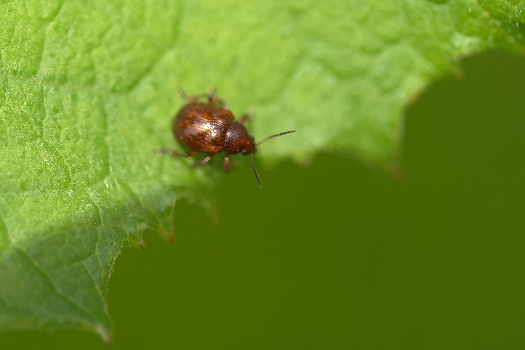 akairomarunomihamusi190m.jpg