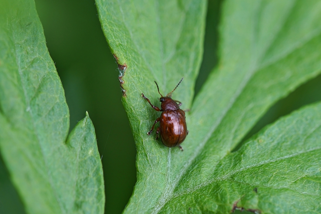 akairomarunomihamusi208m.jpg