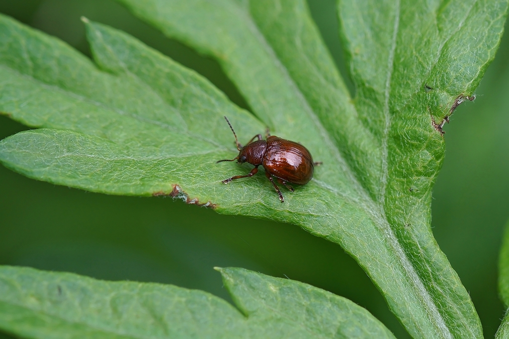 akairomarunomihamusi214m.jpg