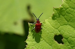 akakubinagahamusi383m_s.jpg