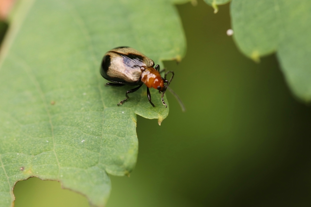 atobosihamusi084m.jpg